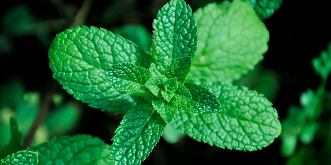 Amazing Health Benefits Of Consuming Mint Daily